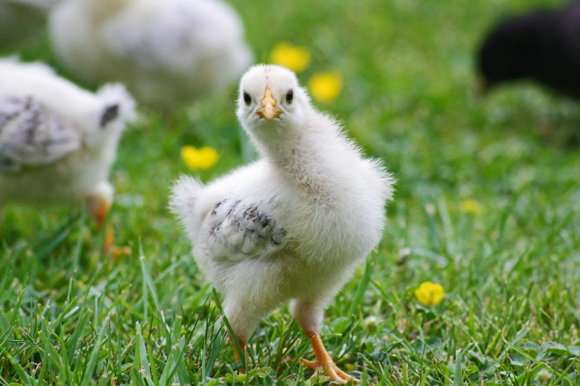 Gallina