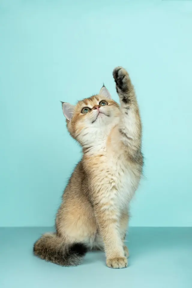 Gato