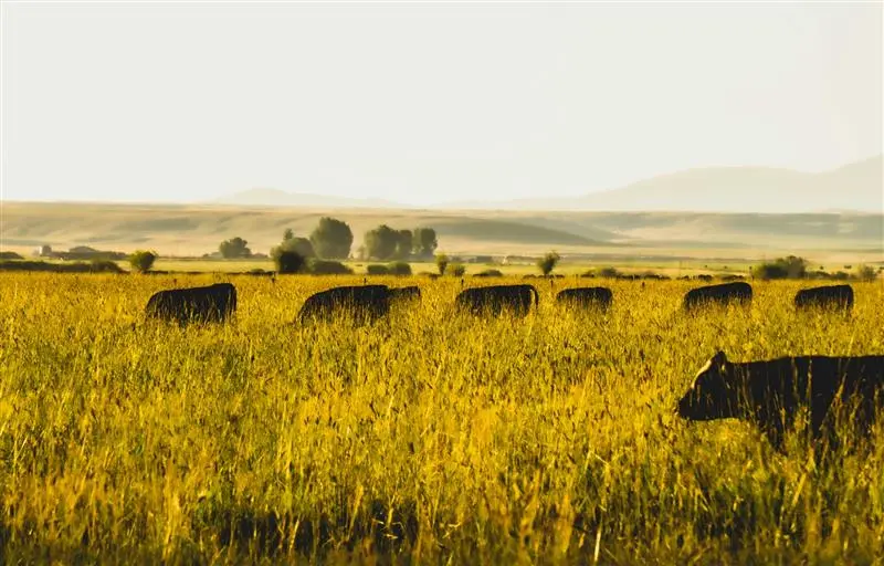 Vacas pastando